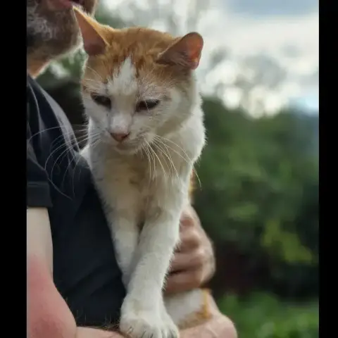 Dennis