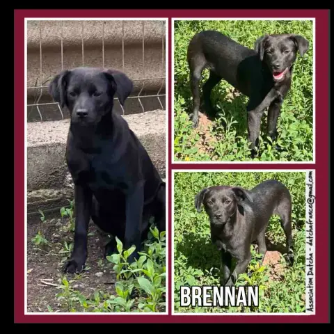 Brennan