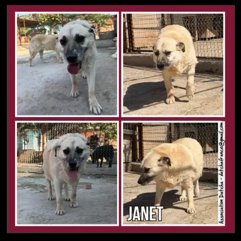 Janet