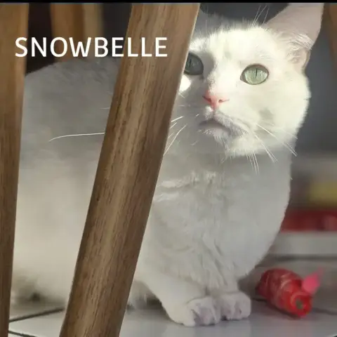 Snowbelle photo 3