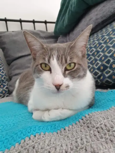 Fifi