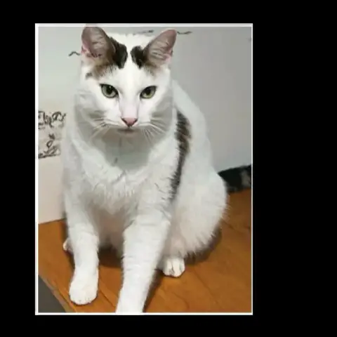 Olaf