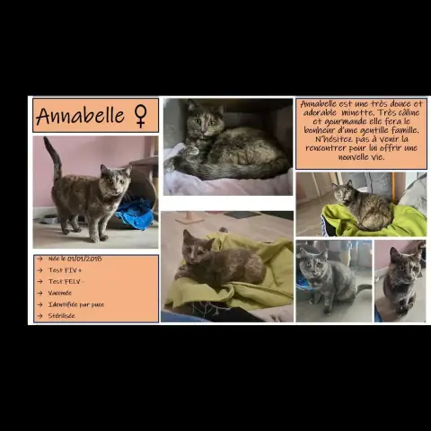 Annabelle