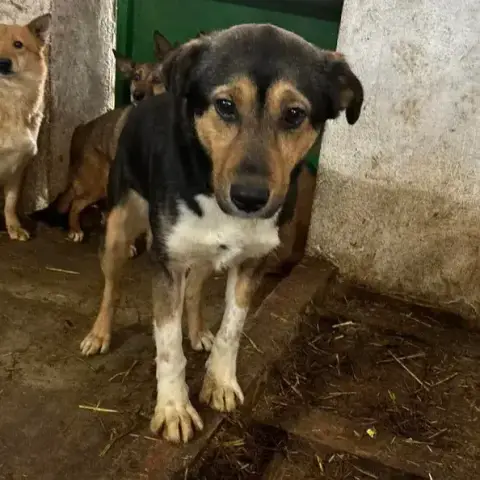 Rajah