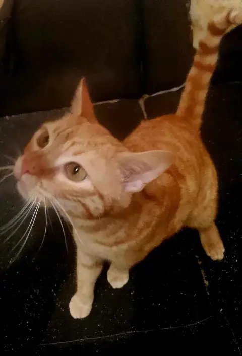 Whisky