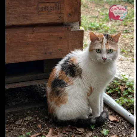 Vénus