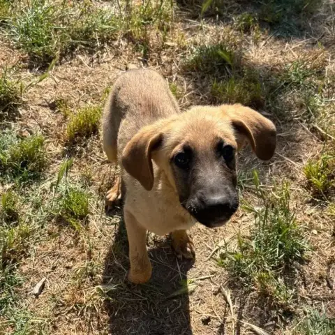 Lailo
