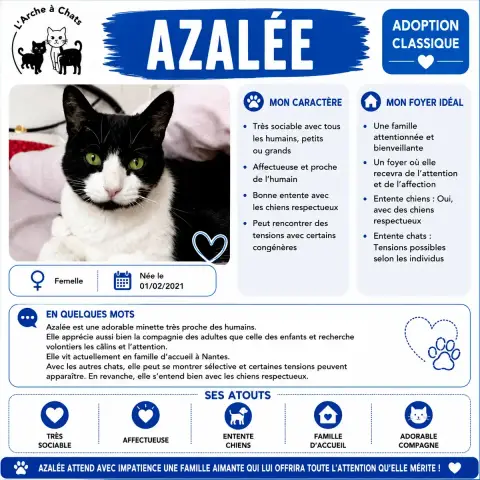 Azalée