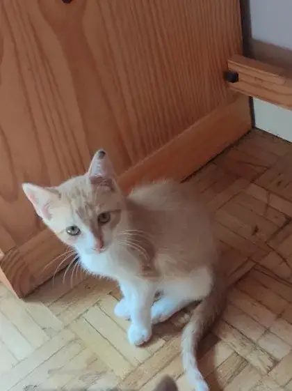 Ugo