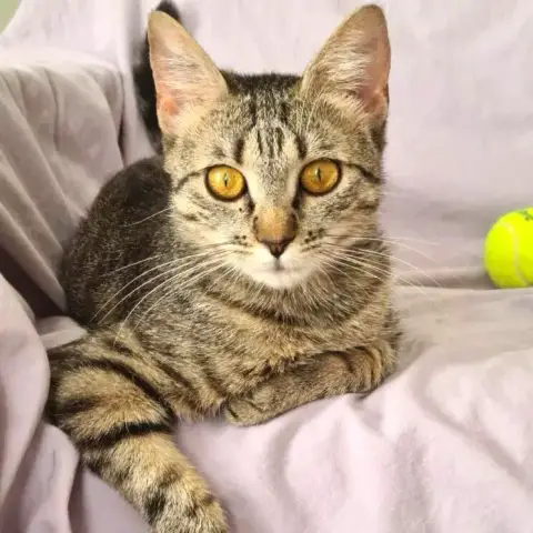 Josephine