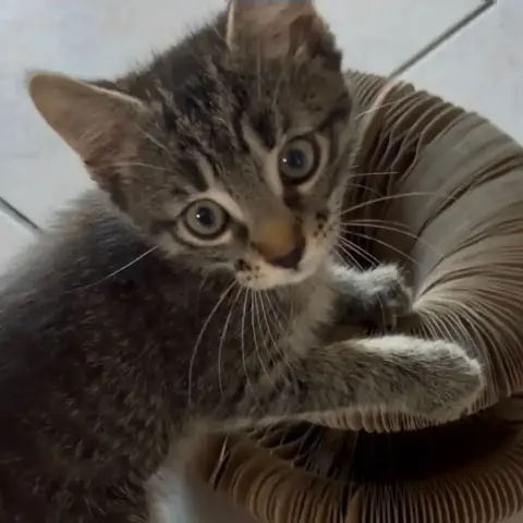 Kuma