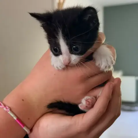 Whiskas