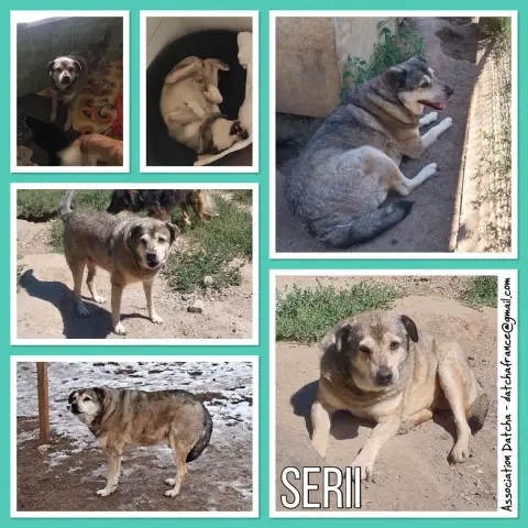 Serii