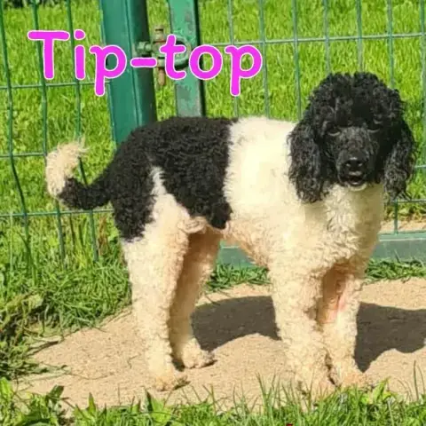 Tip-Top
