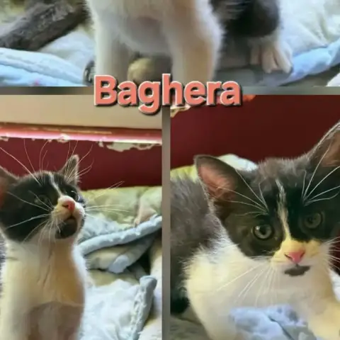 Baghera photo 2
