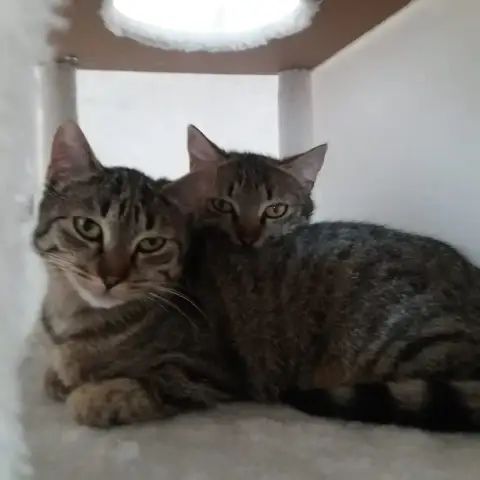 Calvina & Victoria photo 2