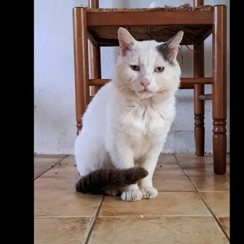 Blanco