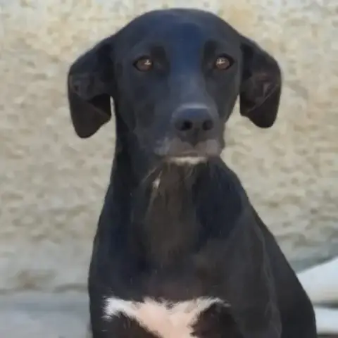 Ellen