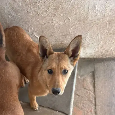 Manille