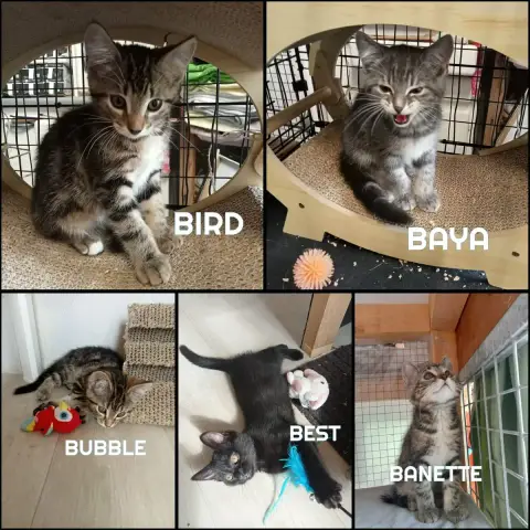 Fraterie De 5 Chatonnes