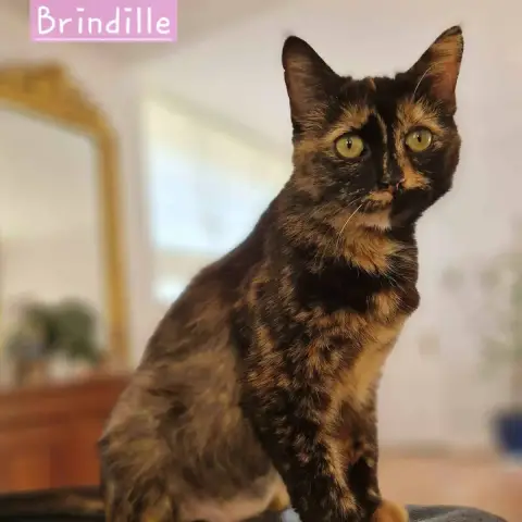 Brindille