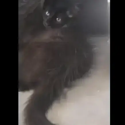 Lili