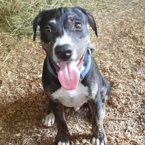 Darwin