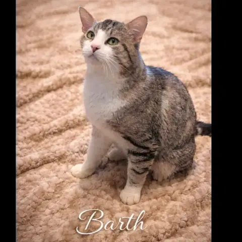Bart photo 3
