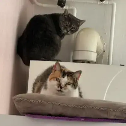 Bébé Et Bella Urgence