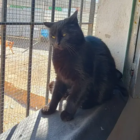 Merlin photo 2