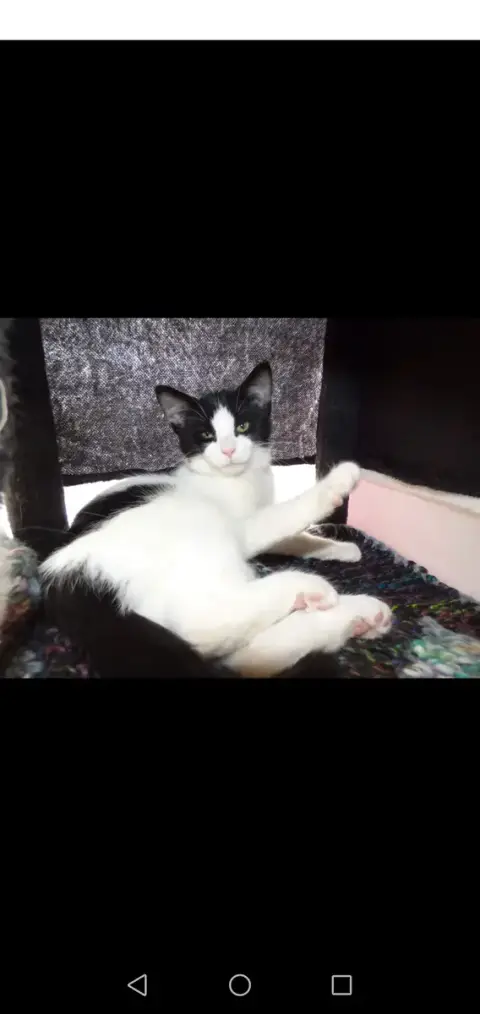 Sarafina