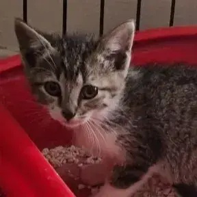 Lulu
