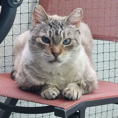 Simba photo 2