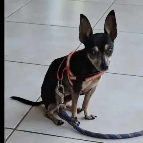 Ziggy Le Petit Pinscher photo 2
