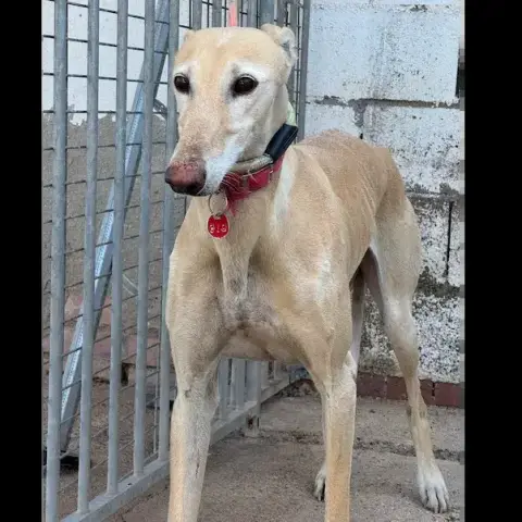 Suerte Galga photo 3