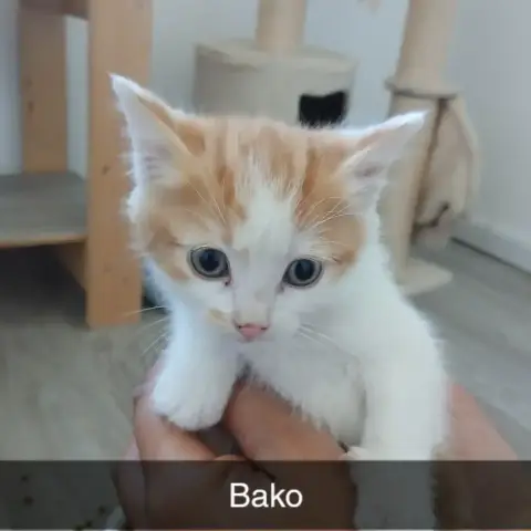 Bako