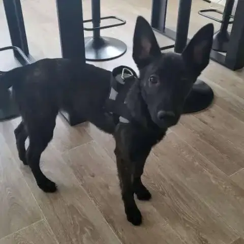 Akira