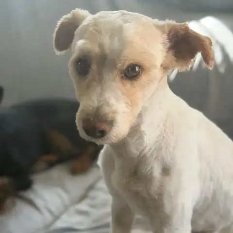 Canelo photo 3