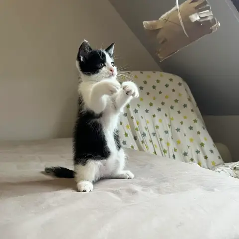 Figaro photo 2