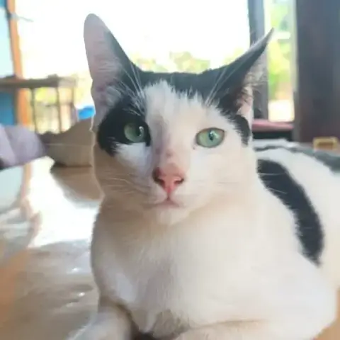 Milo photo 2