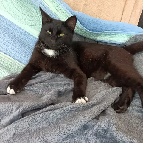 Bagheera