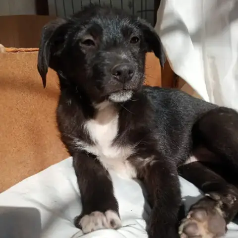 Luna photo 2