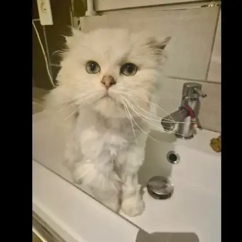 Olaf