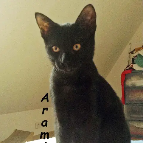 Aramis photo 3