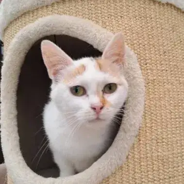 Minouchette