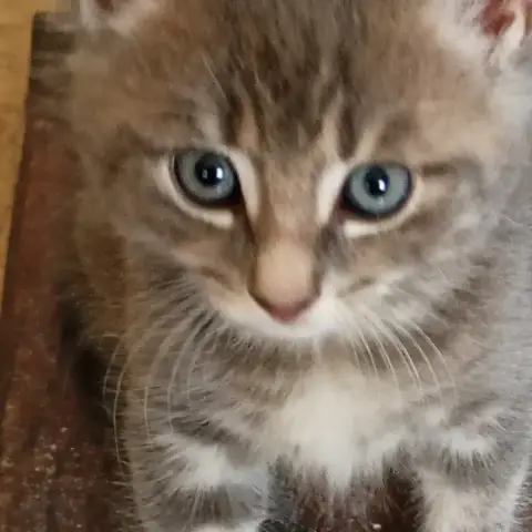 Binji
