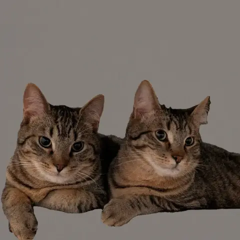 Buchi Et Neiko