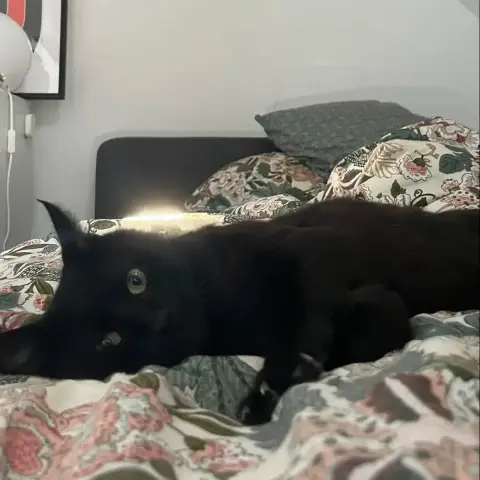 Remy photo 2
