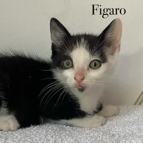 Carmen & Figaro photo 2