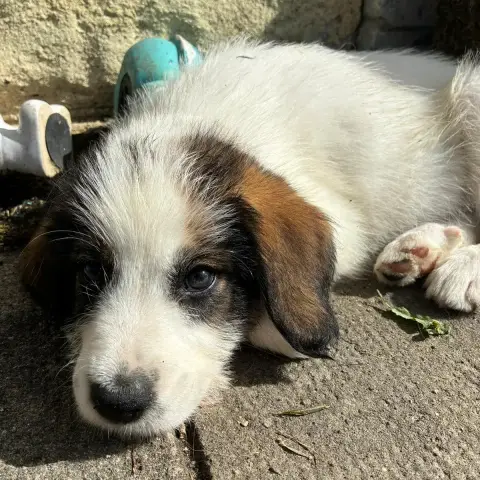 Sansa photo 3